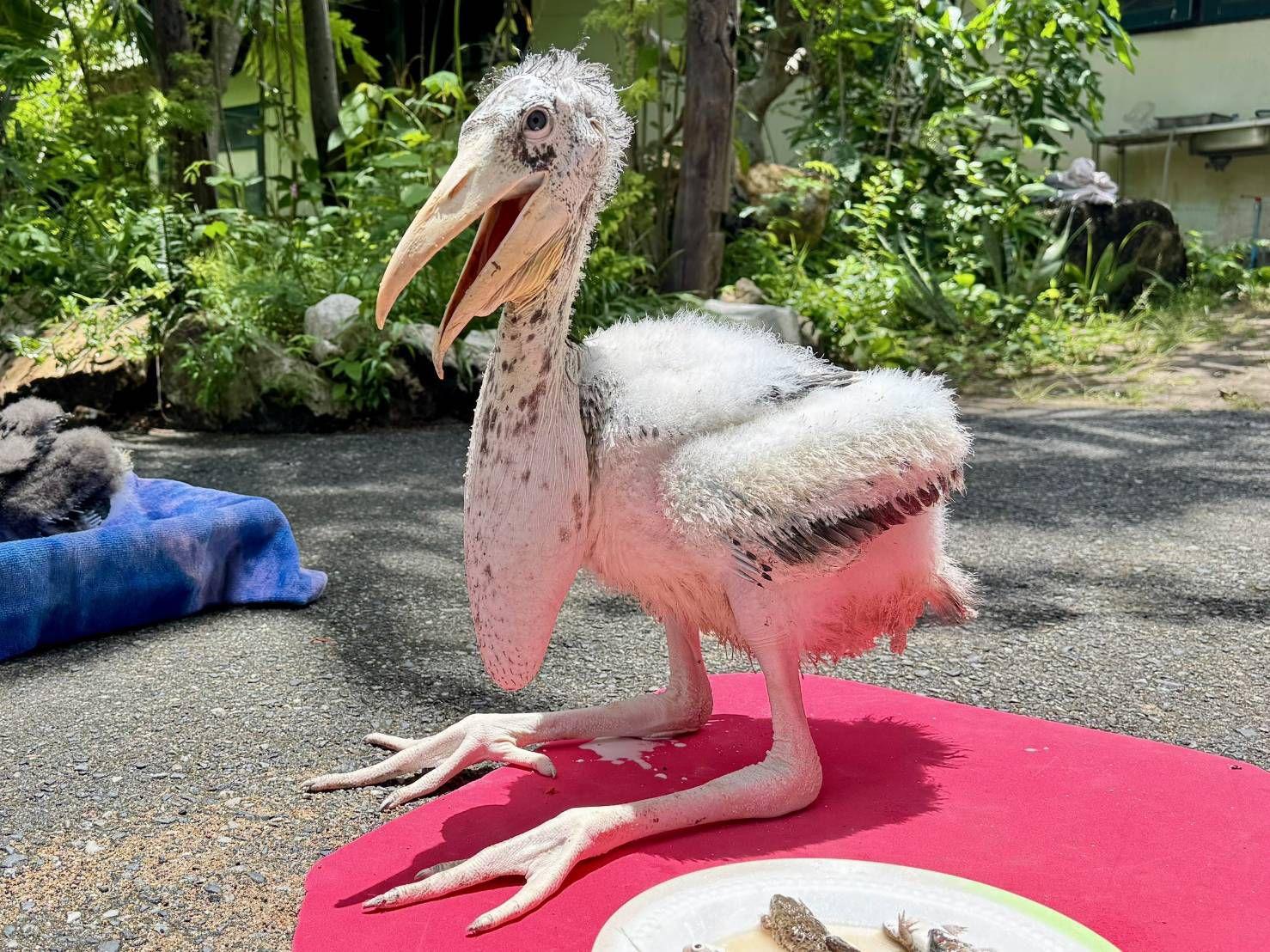 Khao Kheow Open Zoo Near Pattaya Achieves Historic Milestone: First Successful Breeding of Critically Rare ‘Giant Ibis’ in Thailand