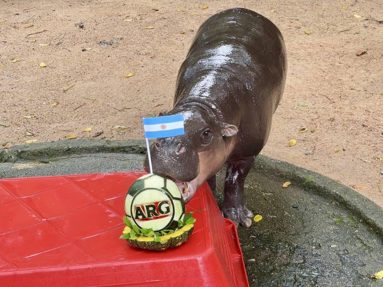 “Moo Deng” Predicts Argentina to Win 2026 FIFA World Cup!