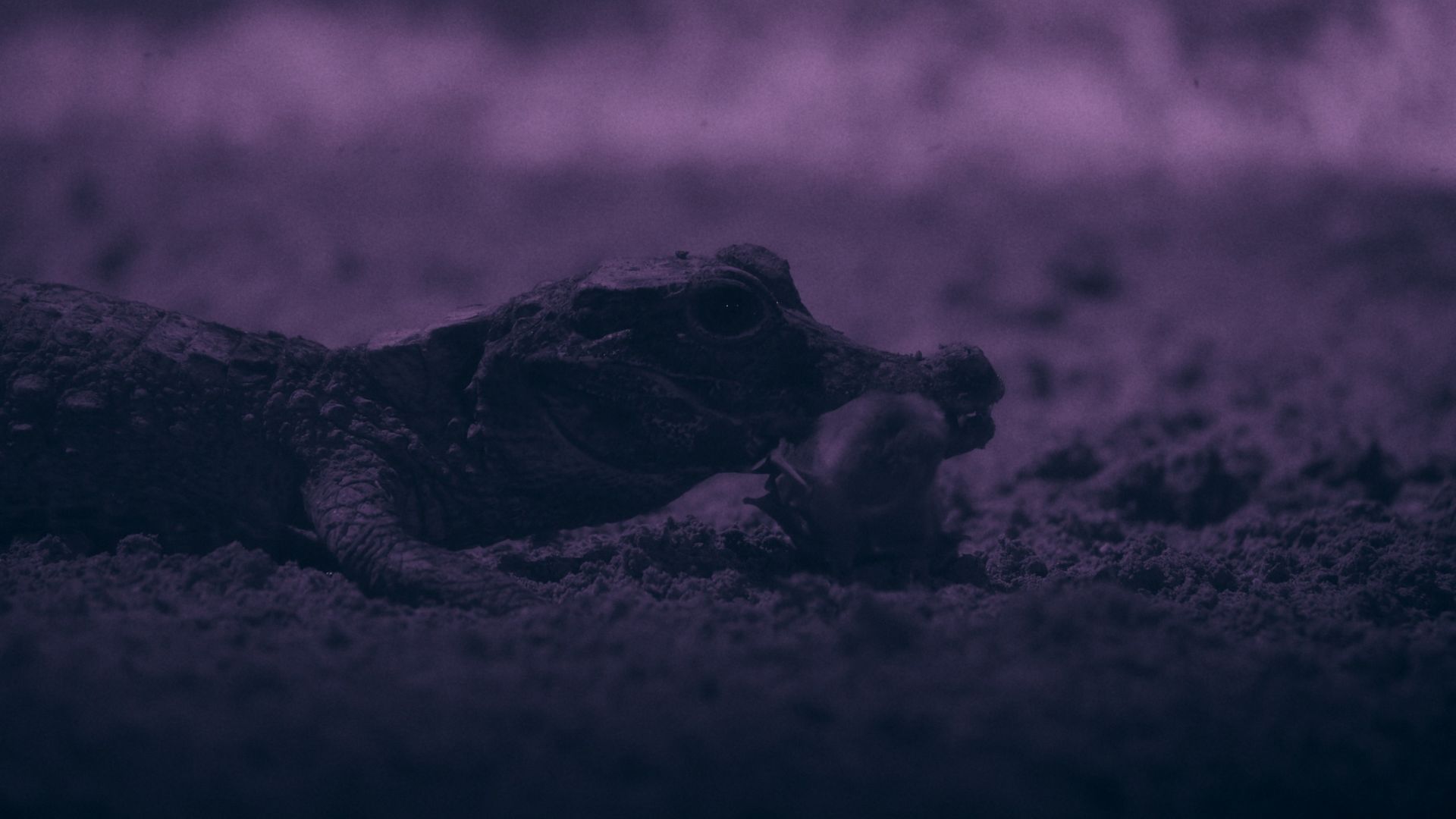 Watch the world’s smallest crocodiles snatch bats in their hidden underground lair ‪—‬ a behavior never seen before